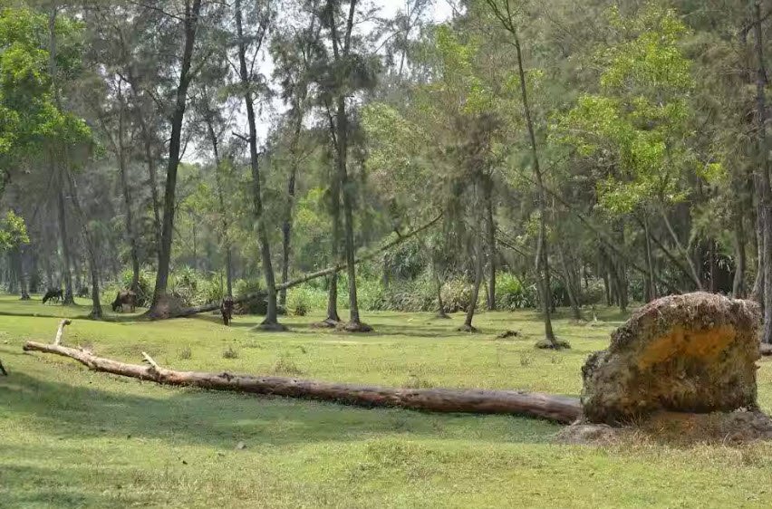 Lodhasuli Forest, Paschim Medinipur (West Medinipur), West Bengal - Vushii.com Lodhasuli Forest, Paschim Medinipur (West Medinipur), West Bengal - Vushii.com